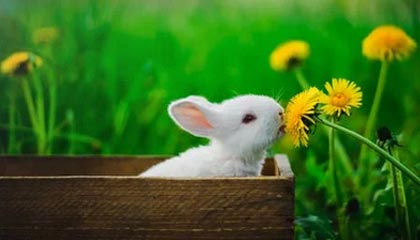 星空体育平台-中国青少年篮球发展政策落实现状及优化方案研究，青少年篮球发展现状及对策研究